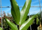 <i>Inga marginata</i> Willd. [Fabaceae]