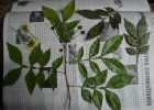 <i>Inga lentiscifolia</i> Benth. [Fabaceae]