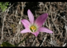 <i>Habranthus robustus</i> (Traub & J.L.Doran) Van Scheepen [Amaryllidaceae]