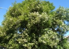 <i>Inga lentiscifolia</i> Benth. [Fabaceae]