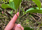 Clique para exibir a imagem e detalhes