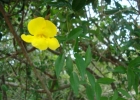 <i>Dolichandra unguis-cati</i> (Bonpl.) L.G.Lohmann [Bignoniaceae]