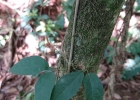 <i>Dolichandra unguis-cati</i> (Bonpl.) L.G.Lohmann [Bignoniaceae]