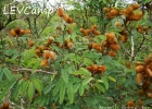 <i>Mimosa balduinii</i> Burkart [Fabaceae]