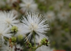<i>Mimosa bimucronata</i> (DC.) Kuntze [Fabaceae]