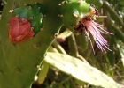 <i>Nopalea cochenillifera</i> (L.) Salm-Dyck [Cactaceae]