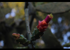 <i>Nopalea cochenillifera</i> (L.) Salm-Dyck [Cactaceae]