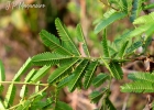 <i>Mimosa bimucronata</i> (DC.) Kuntze [Fabaceae]