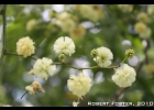 <i>Mimosa bimucronata</i> (DC.) Kuntze [Fabaceae]