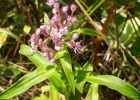 <i>Floscopa glabrata</i> (L.) Brenan [Commelinaceae]
