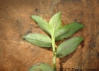 <i>Tradescantia cymbispatha</i> C.B.Clarke [Commelinaceae]