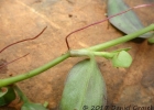 <i>Tradescantia cymbispatha</i> C.B.Clarke [Commelinaceae]