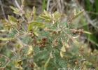 <i>Mimosa taimbensis</i> Burkart [Fabaceae]