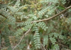 <i>Mimosa taimbensis</i> Burkart [Fabaceae]