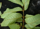 <i>Ormosia arborea</i> (Vell.) Harms [Fabaceae]