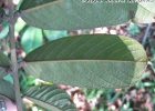 <i>Ormosia arborea</i> (Vell.) Harms [Fabaceae]