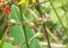 <i>Galphimia australis</i> Chodat [Malpighiaceae]