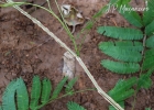 <i>Piptadenia gonoacantha</i> (Mart.) J.F.Macbr. [Fabaceae]