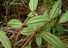 <i>Pleroma raddianum</i> (DC.) Gardner [Melastomataceae]