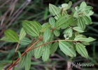 <i>Pleroma raddianum</i> (DC.) Gardner [Melastomataceae]