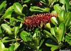 <i>Schwartzia brasiliensis</i> (Choisy) Bedell ex Gir.-Cañas [Marcgraviaceae]