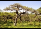 <i>Prosopis affinis</i> Spreng. [Fabaceae]