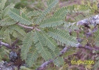 <i>Prosopis affinis</i> Spreng. [Fabaceae]
