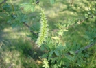 <i>Prosopis affinis</i> Spreng. [Fabaceae]