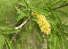 <i>Prosopis affinis</i> Spreng. [Fabaceae]