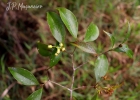 <i>Eugenia sulcata</i> Spring ex Mart. [Myrtaceae]
