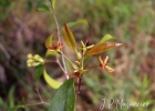 <i>Eugenia sulcata</i> Spring ex Mart. [Myrtaceae]