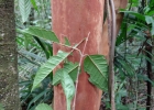 <i>Eugenia pseudomalacantha</i> D.Legrand [Myrtaceae]