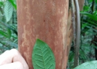<i>Eugenia pseudomalacantha</i> D.Legrand [Myrtaceae]