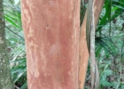 <i>Eugenia pseudomalacantha</i> D.Legrand [Myrtaceae]