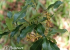 <i>Zollernia ilicifolia</i> (Brongn.) Vogel [Fabaceae]
