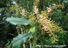 <i>Zollernia ilicifolia</i> (Brongn.) Vogel [Fabaceae]