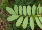 <i>Machaerium nyctitans</i> (Vell.) Benth. [Fabaceae]