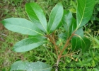 <i>Aniba firmula</i> (Nees & Mart. ex Nees) Mez [Lauraceae]
