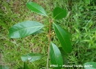 <i>Aniba firmula</i> (Nees & Mart. ex Nees) Mez [Lauraceae]