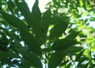 <i>Cinnamomum verum</i> J. Presl [Lauraceae]