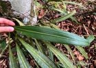 <i>Philodendron crassinervium</i> Lindl. [Araceae]