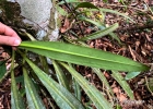 <i>Philodendron crassinervium</i> Lindl. [Araceae]