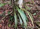 <i>Philodendron crassinervium</i> Lindl. [Araceae]
