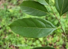 <i>Cinnamomum triplinerve</i> (Ruiz & Pav.) Kosterm. [Lauraceae]
