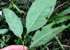 <i>Cinnamomum triplinerve</i> (Ruiz & Pav.) Kosterm. [Lauraceae]
