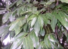 <i>Cryptocarya aschersoniana</i> Mez [Lauraceae]