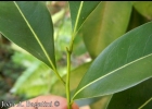 <i>Cryptocarya aschersoniana</i> Mez [Lauraceae]