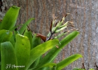 <i>Billbergia amoena</i> (Lodd.) Lindl. [Bromeliaceae]