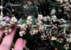 <i>Hohenbergia augusta</i> (Vell.) E.Morren [Bromeliaceae]