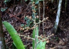 <i>Hohenbergia augusta</i> (Vell.) E.Morren [Bromeliaceae]